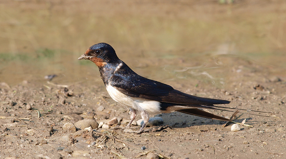 Barn Swallow