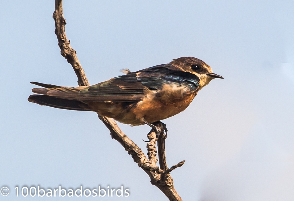 Barn Swallow