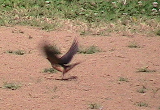 Barn Swallow