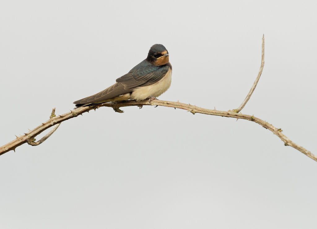 Barn Swallow