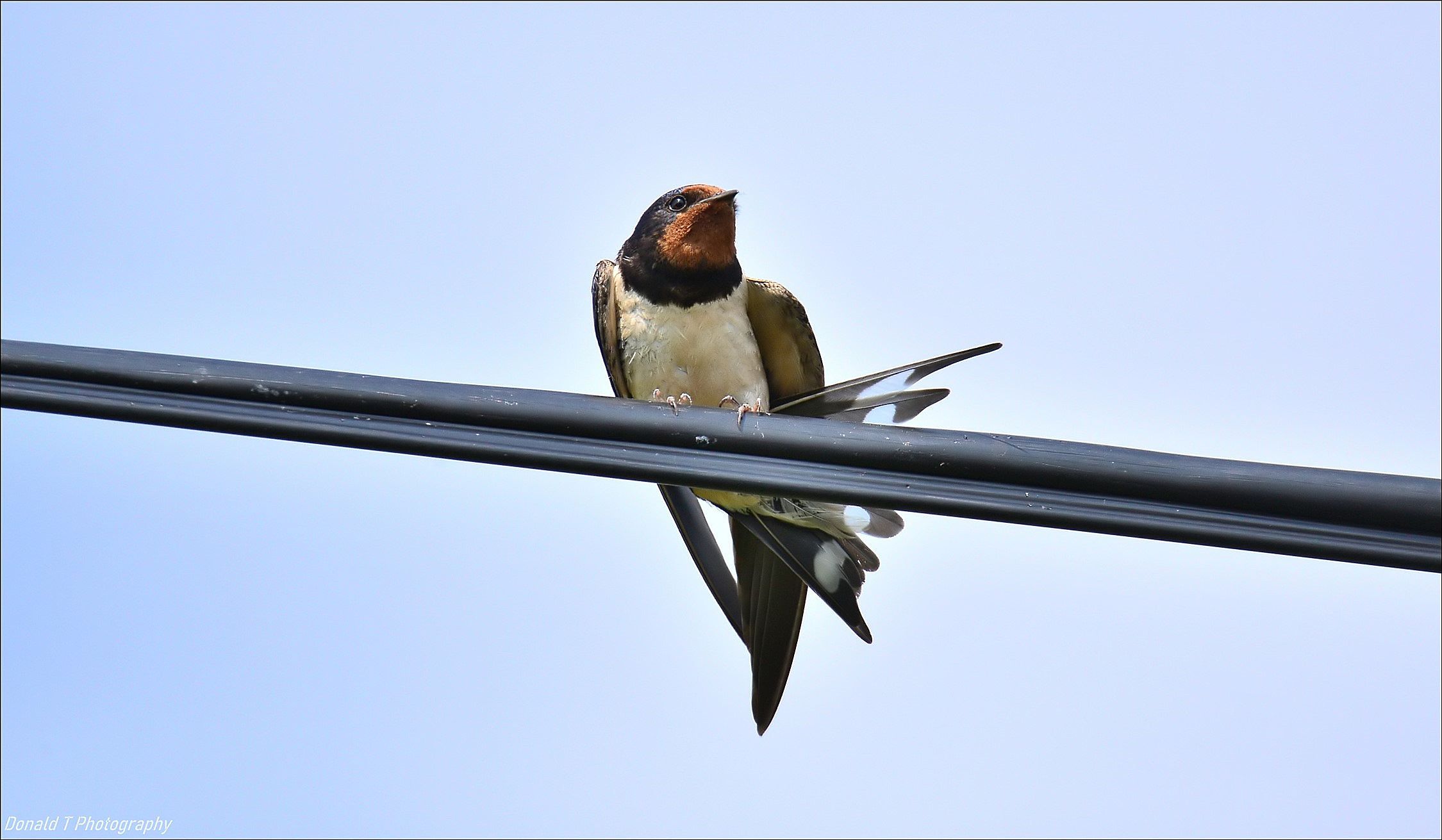 Barn Swallow