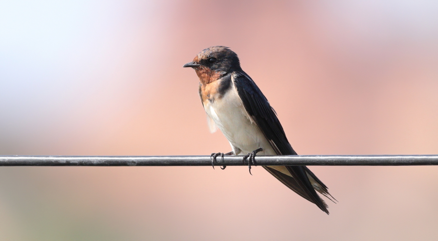 Barn Swallow