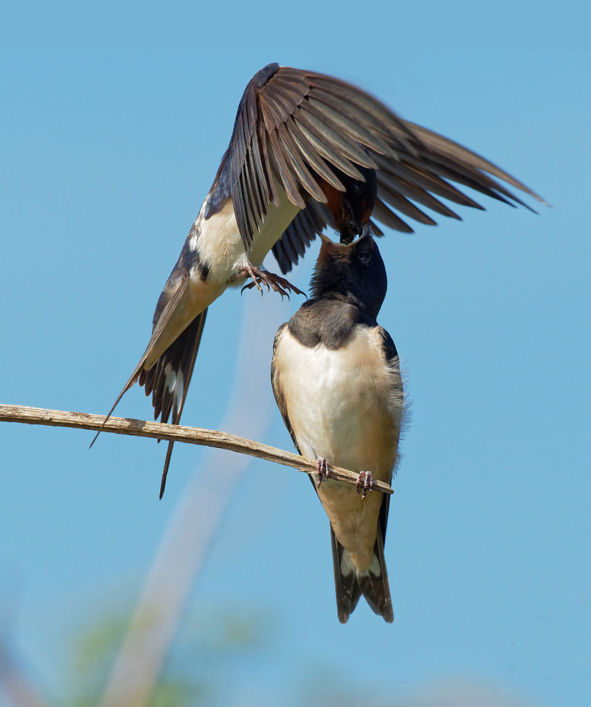 Barn Swallows