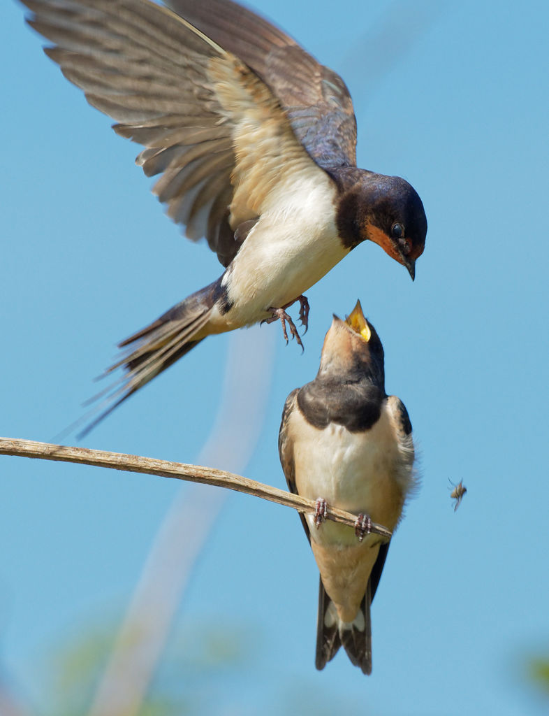 Barn Swallows