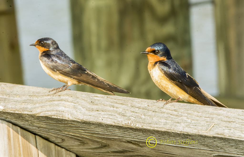 Barn Swallows