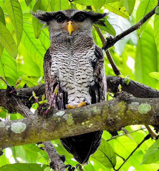 Barred Eagle Owl