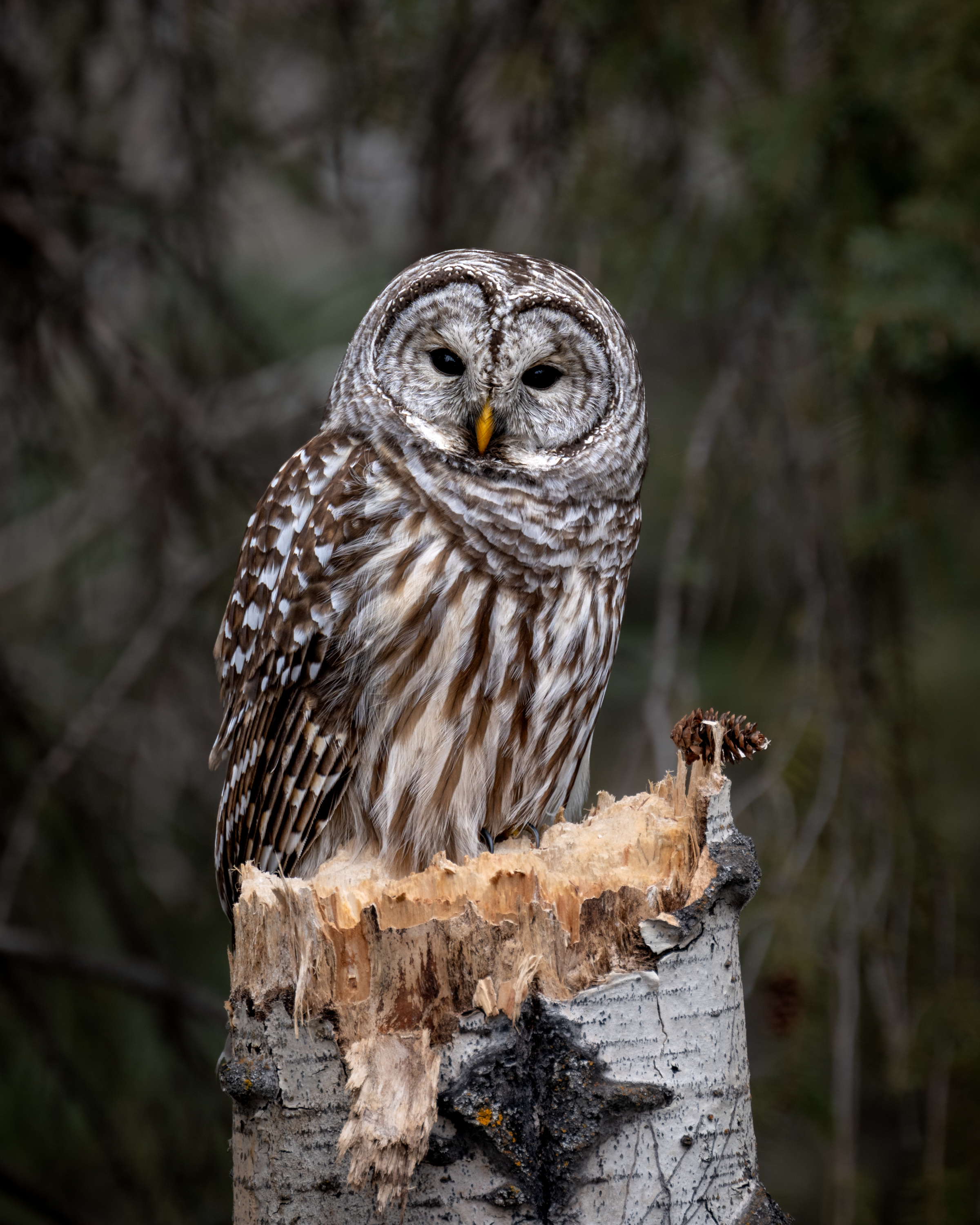 Barred Owl Portrait