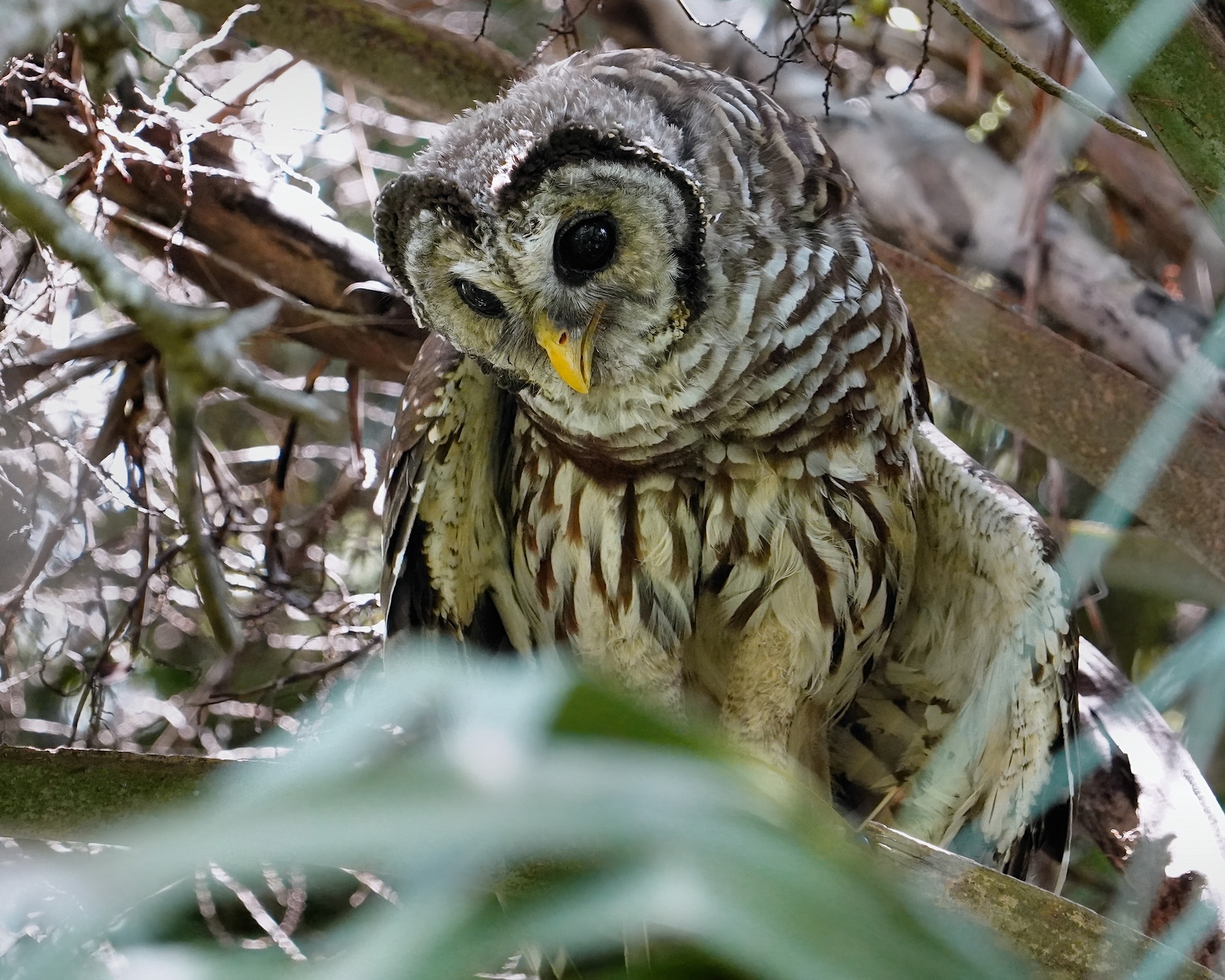 Barred owl