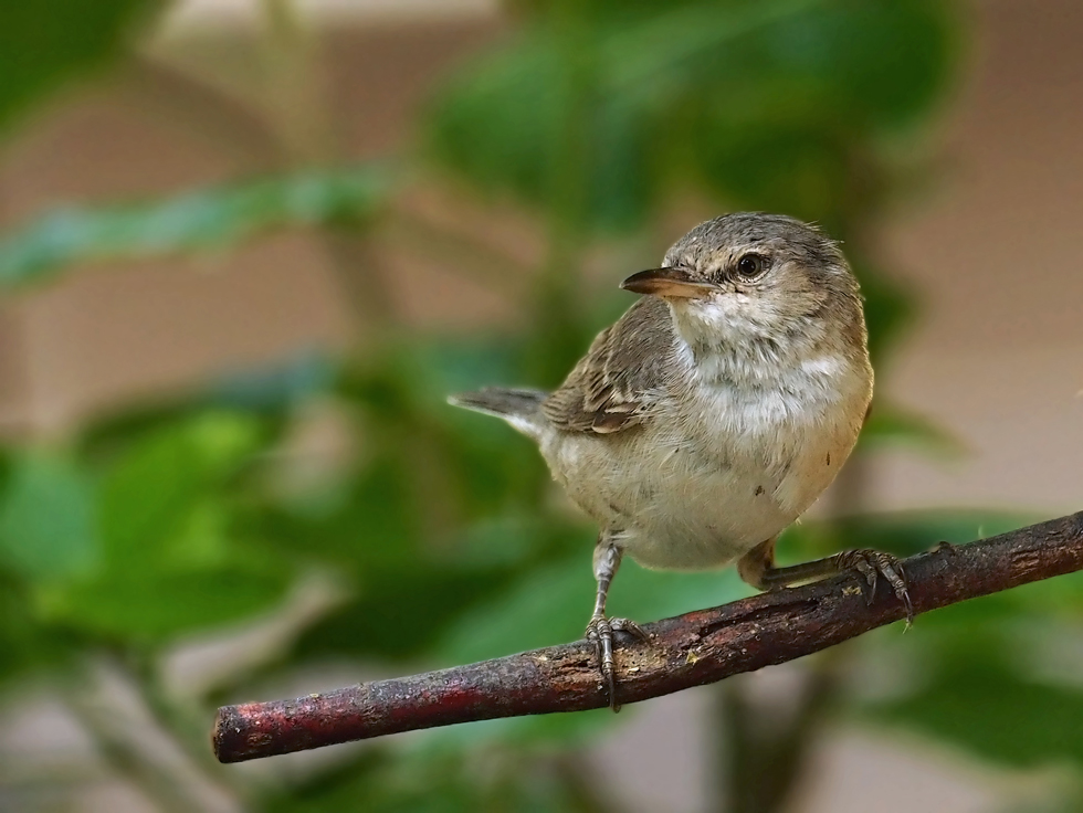 Barred warbler