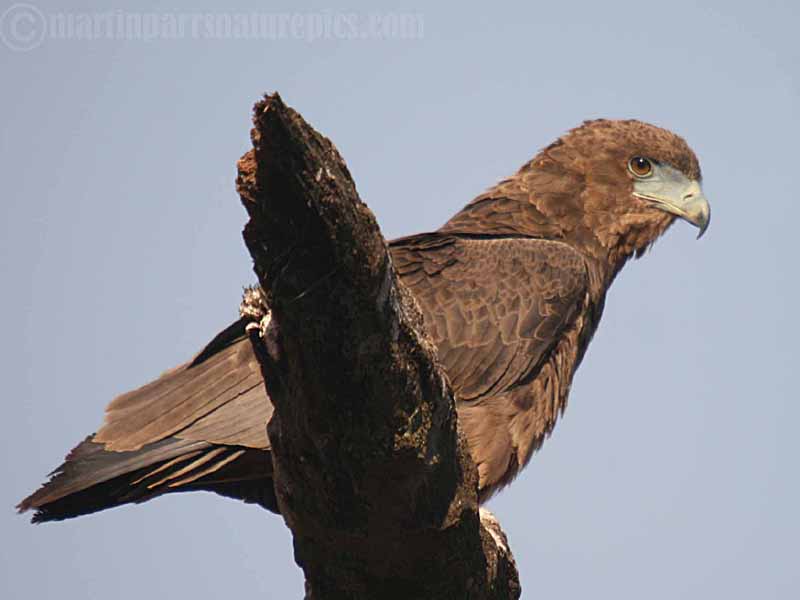 Bateleur