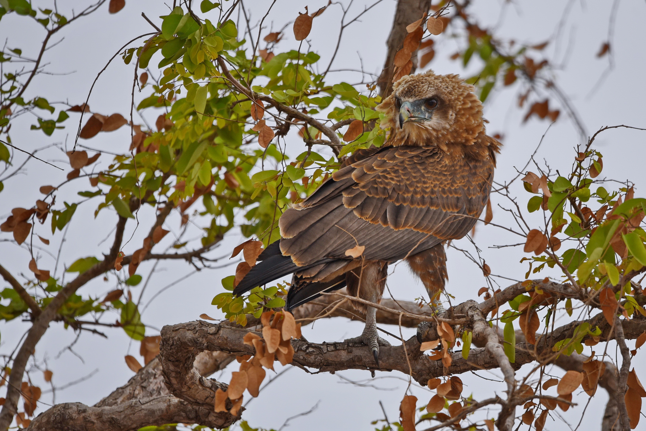 Bateleur