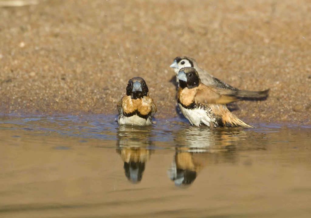 Bath time - Chestnut-breasted Mannikin (Munia) - Double-barred Finch in bac