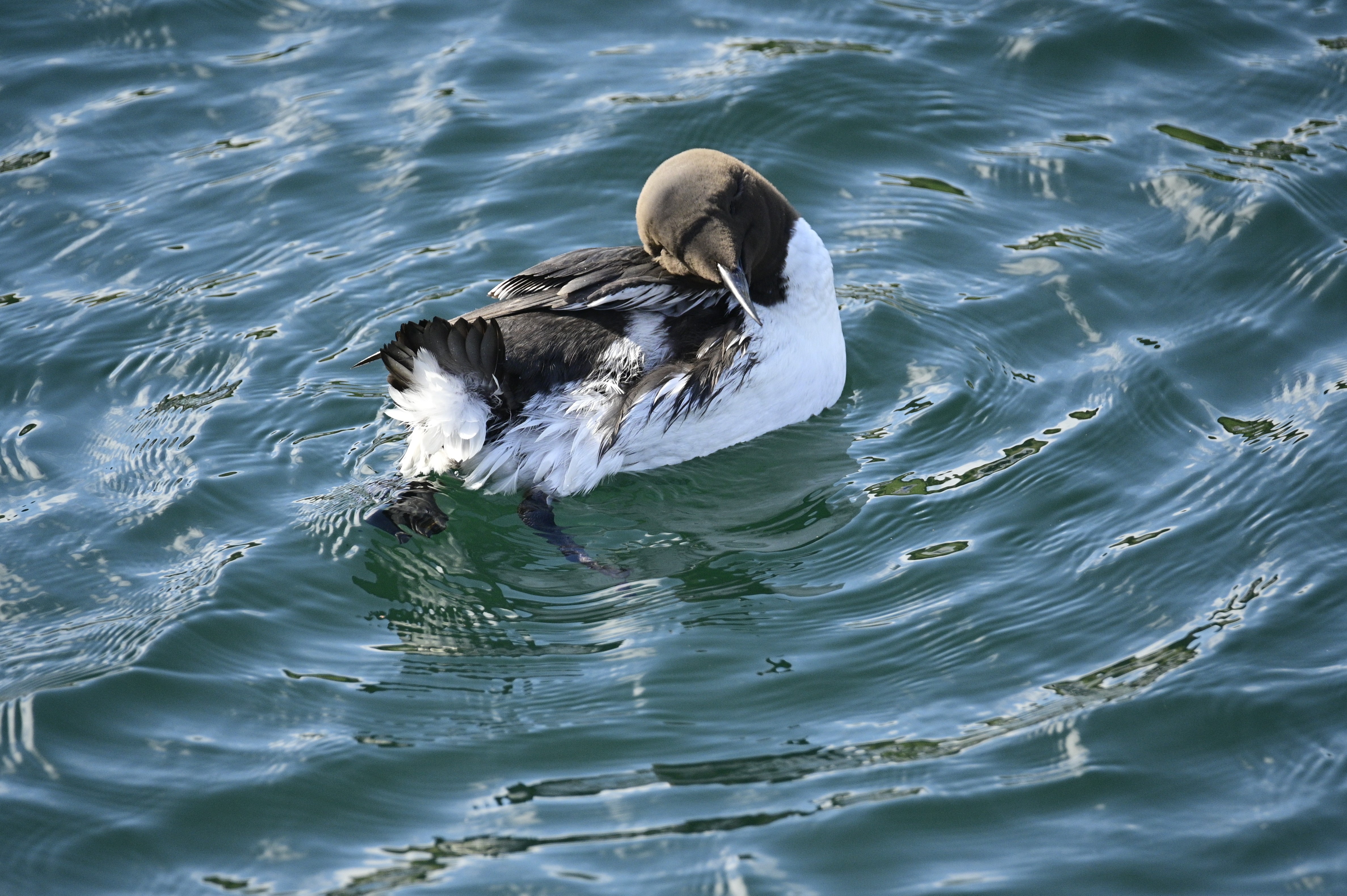 Bathing Guillemot