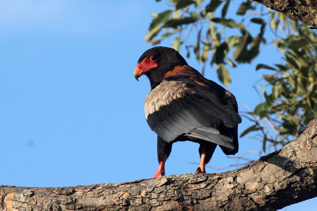 Batleur Eagle