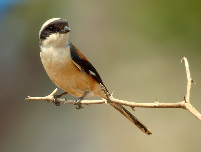 Bay-backed Shrike