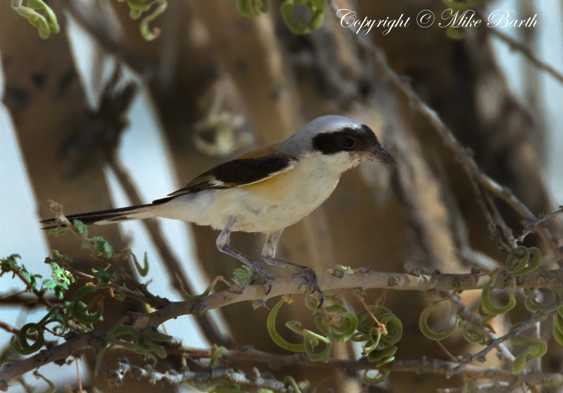 Bay-Backed Shrike