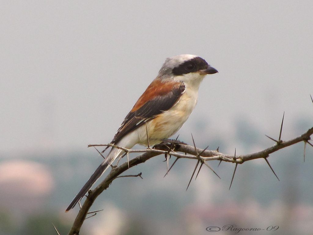 Bay-backed Shrike