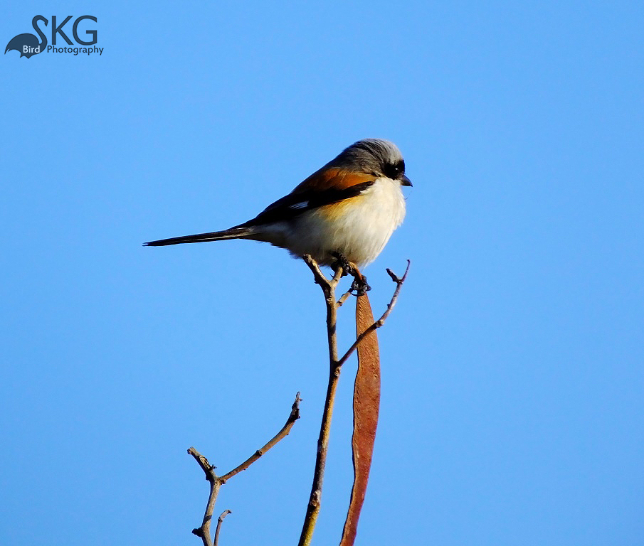 Bay-backed Shrike