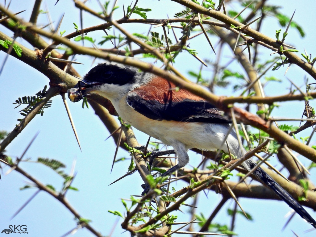 Bay-backed Shrike