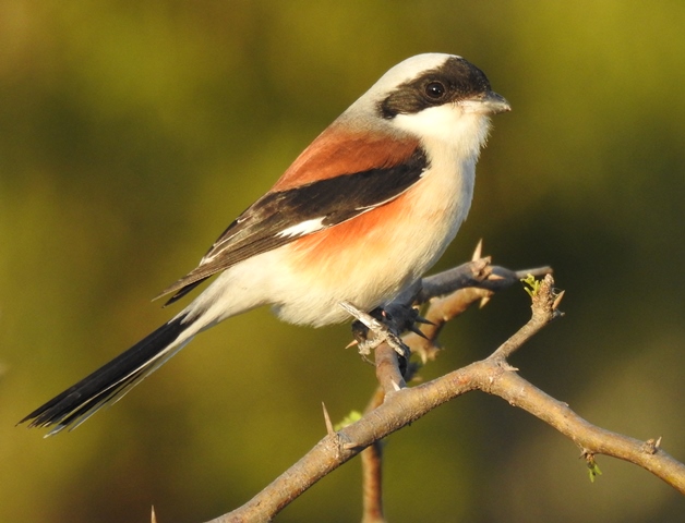 Bay-backed Shrike