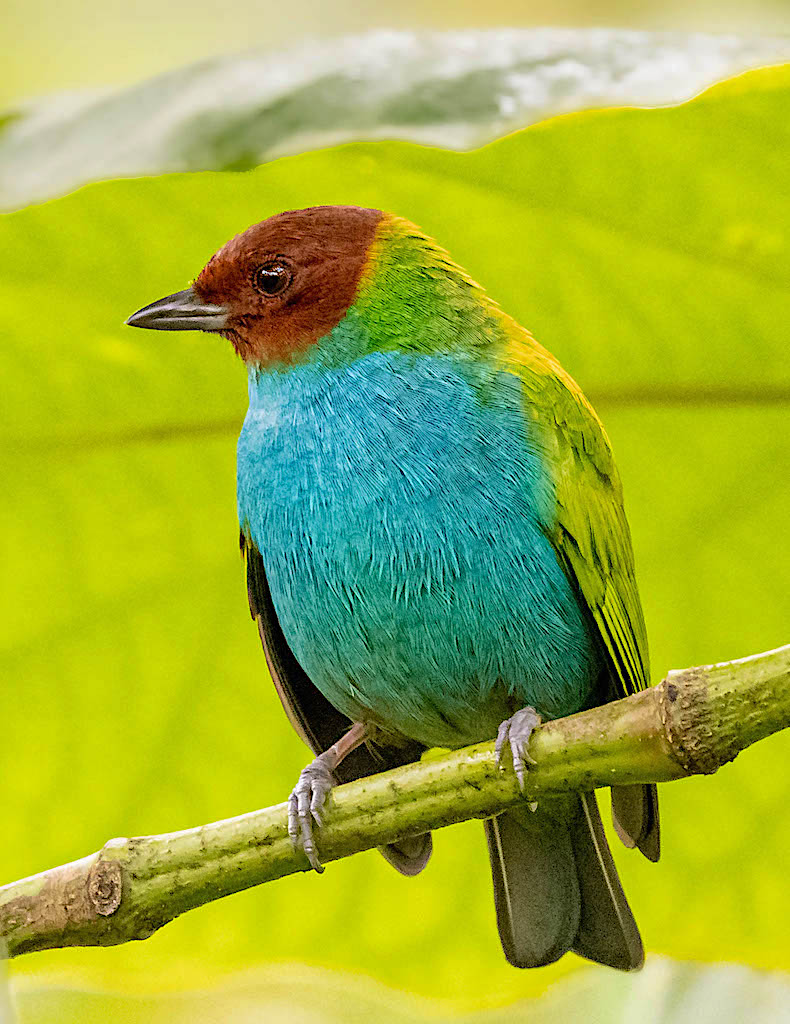 Bay-headed Tanager