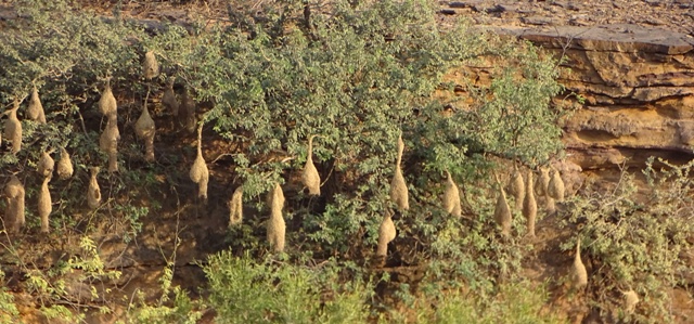 Baya Weaver Colony