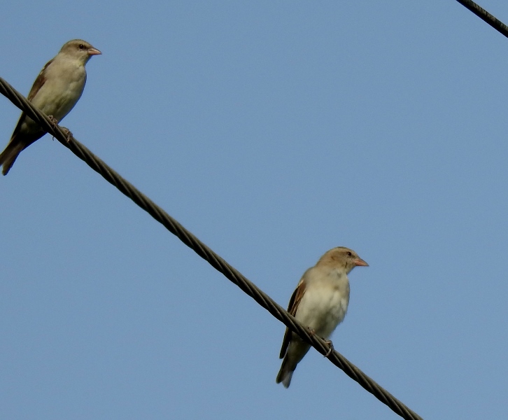 Baya Weaver Females