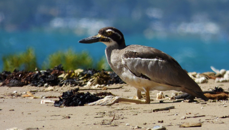 Beach Stone Curlew (Esacus neglectus)