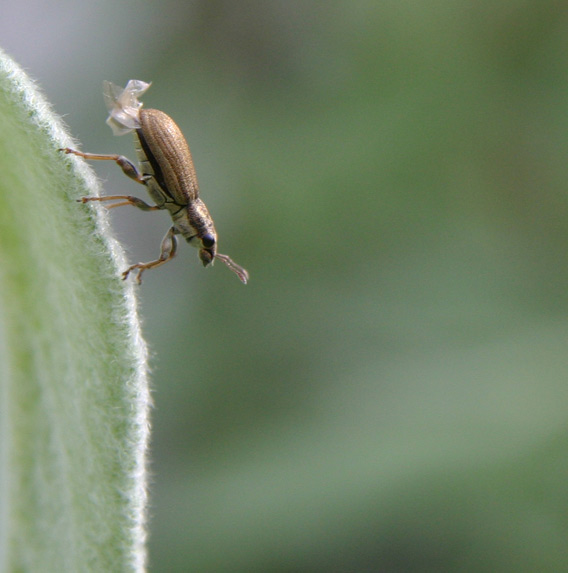 bean weevil