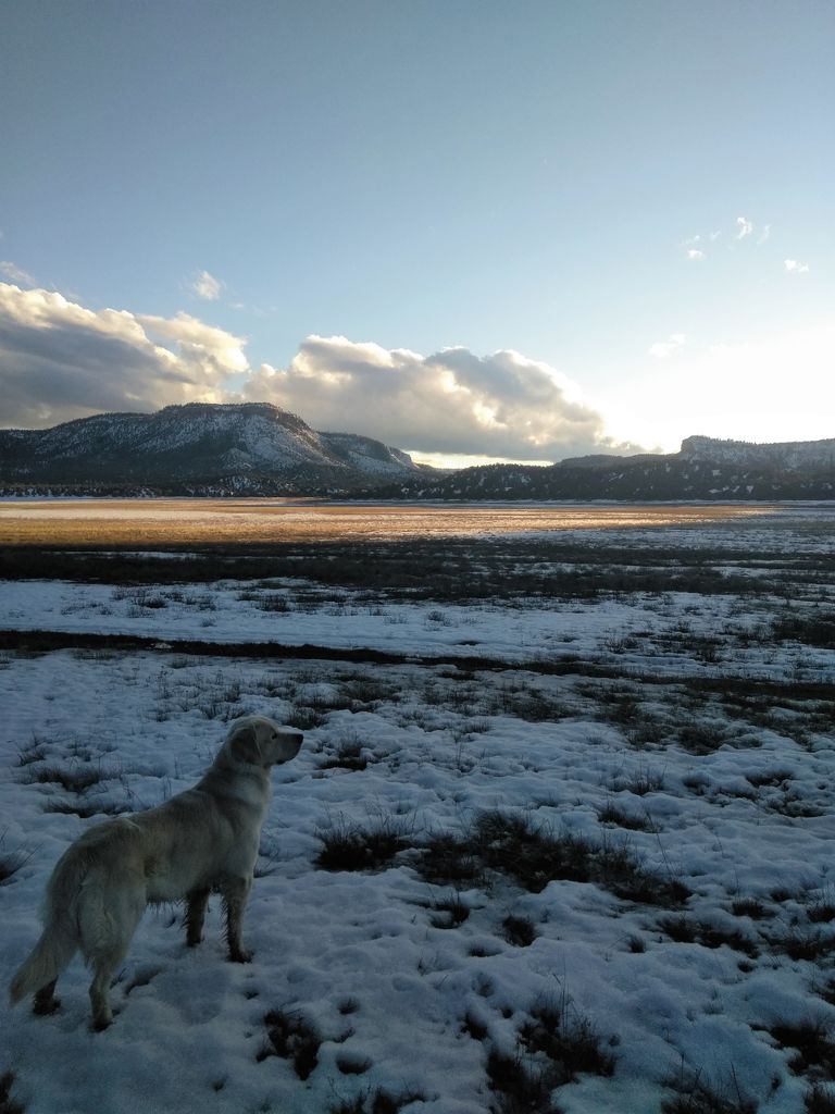 BEAR LOOKING OUT ON THE LAKE BED