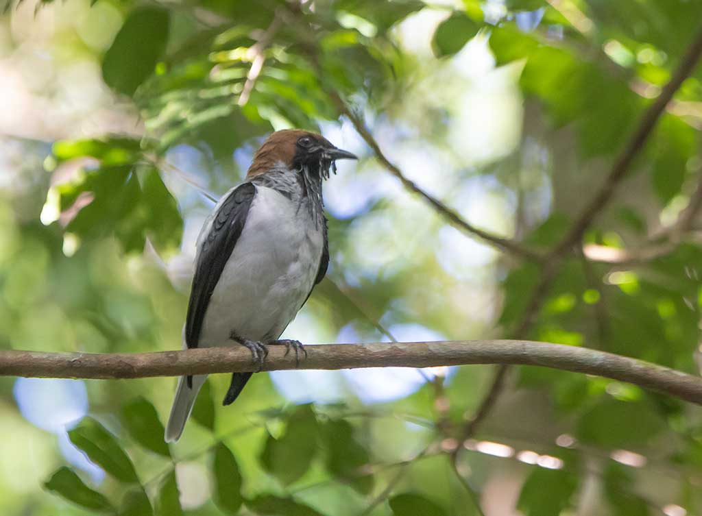 Bearded Bell Bird - Procnias averano