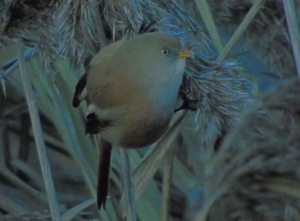 Bearded reedling female/juvenile at Lakenheath Fen