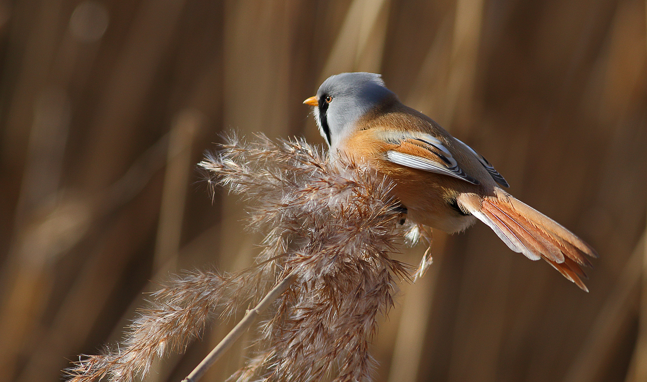 Bearded reedling