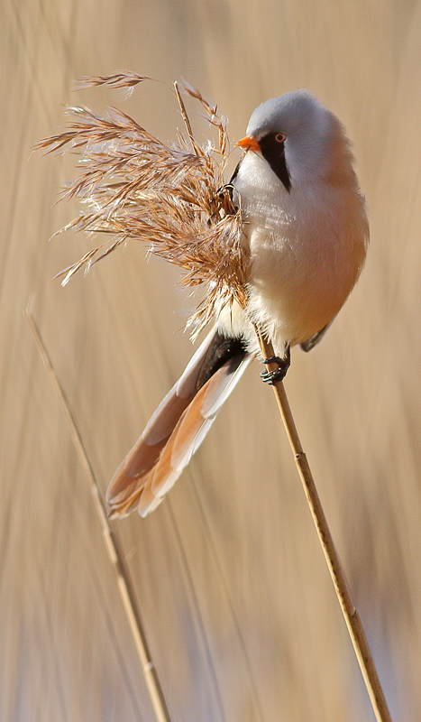 Bearded reedling