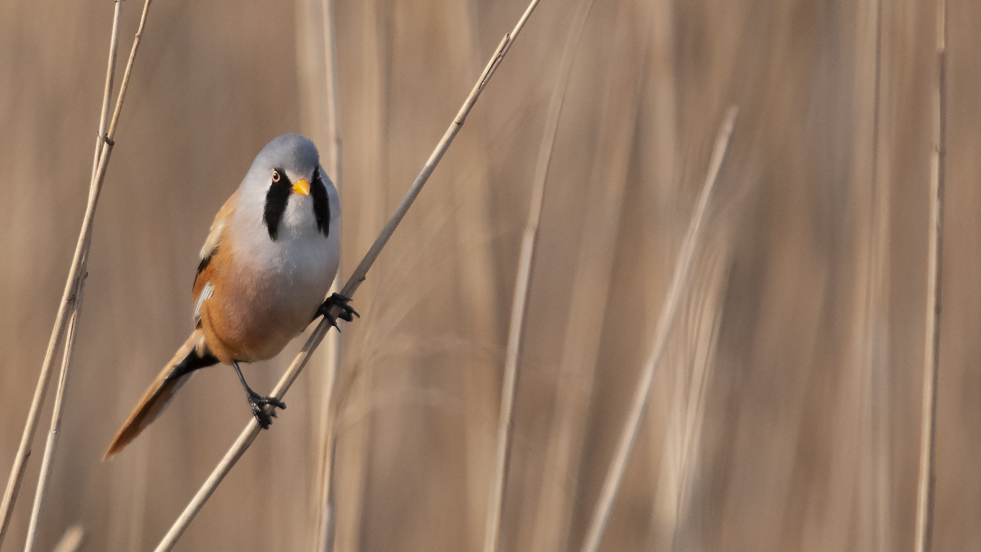 Bearded Reedling