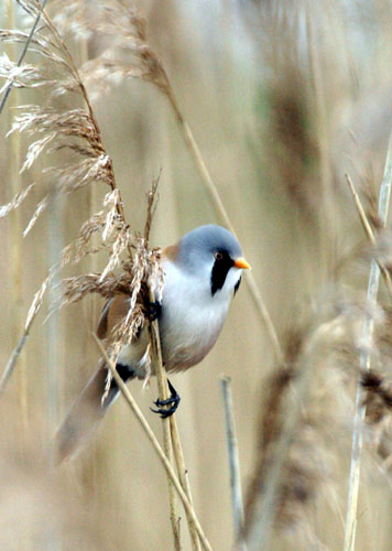 Bearded Tit