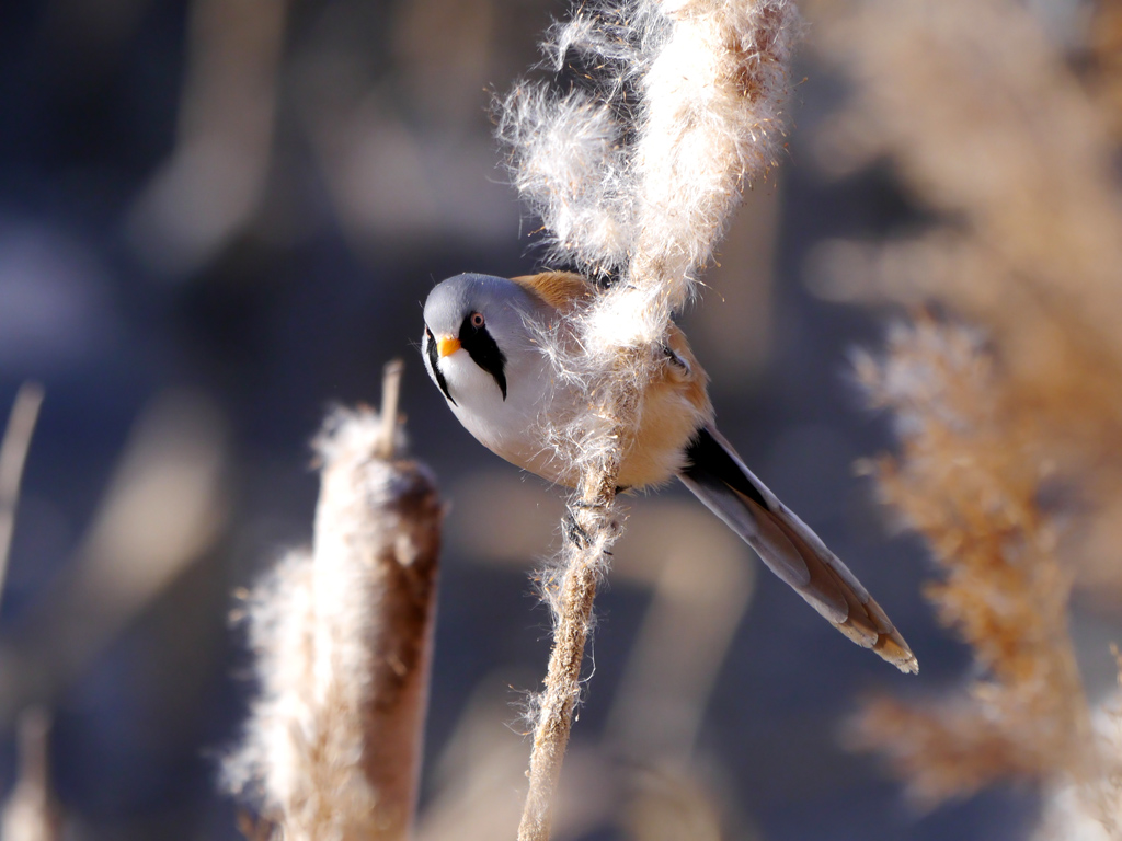 Bearded Tit