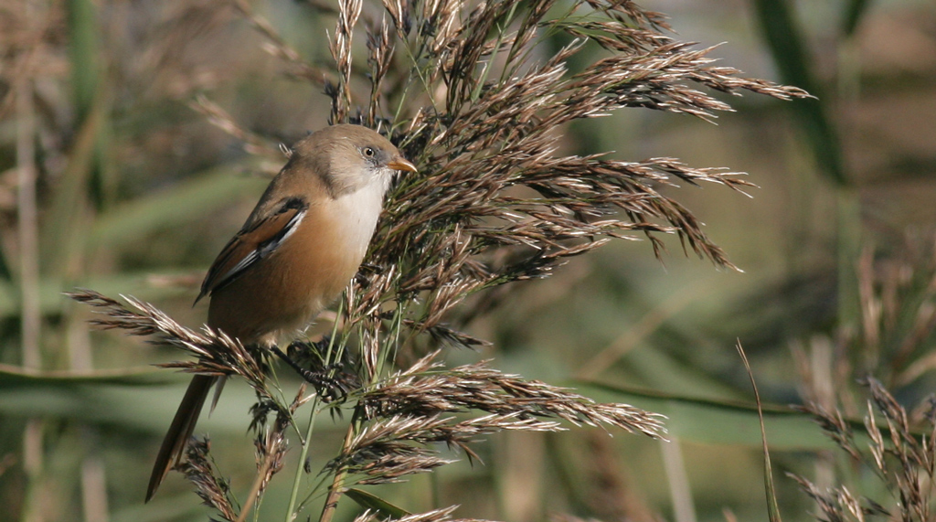 Bearded Tit