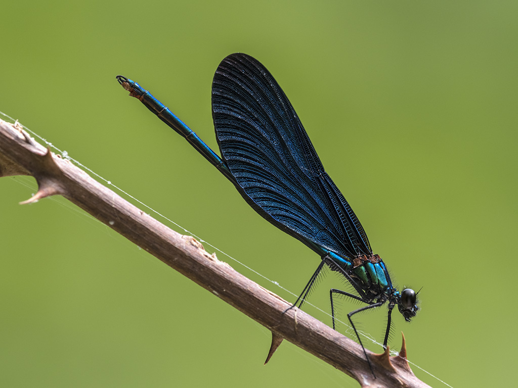 Beautiful Demoiselle, Male