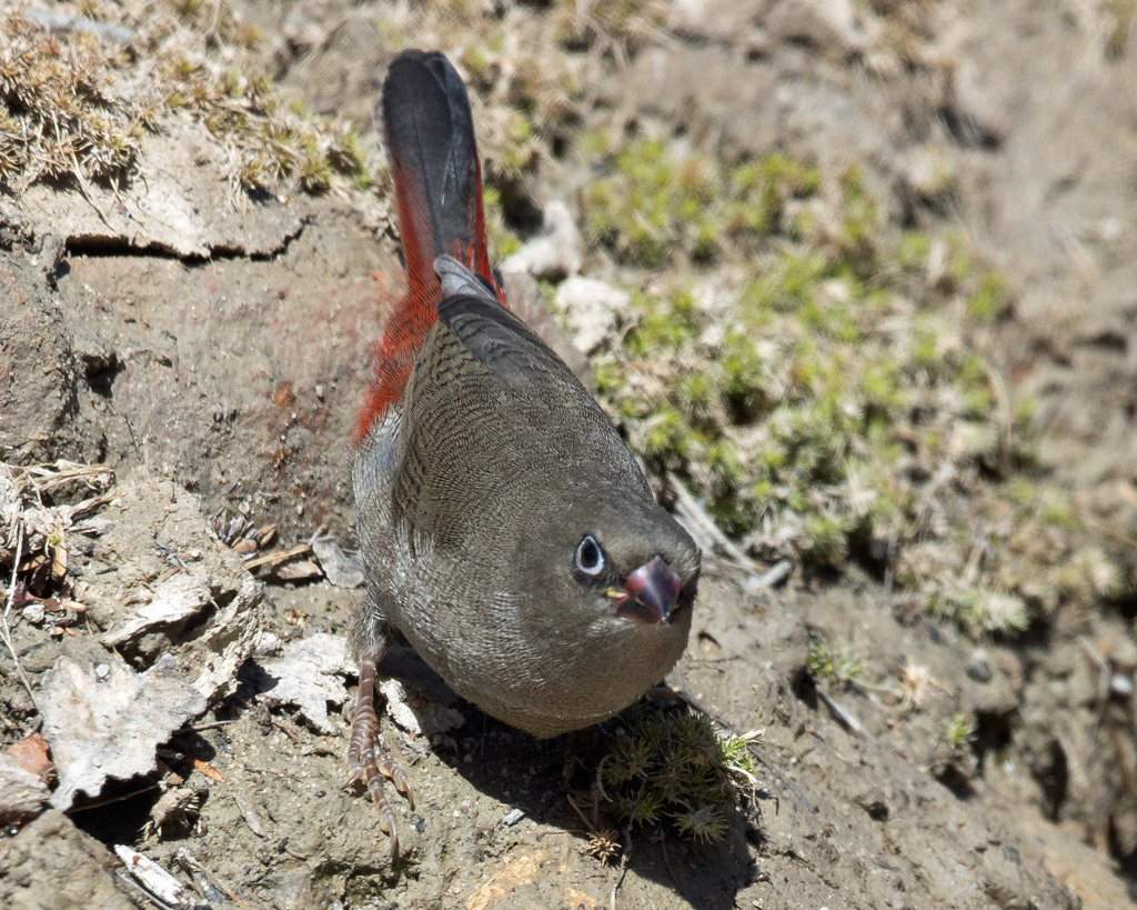 Beautiful Firetail (imm)