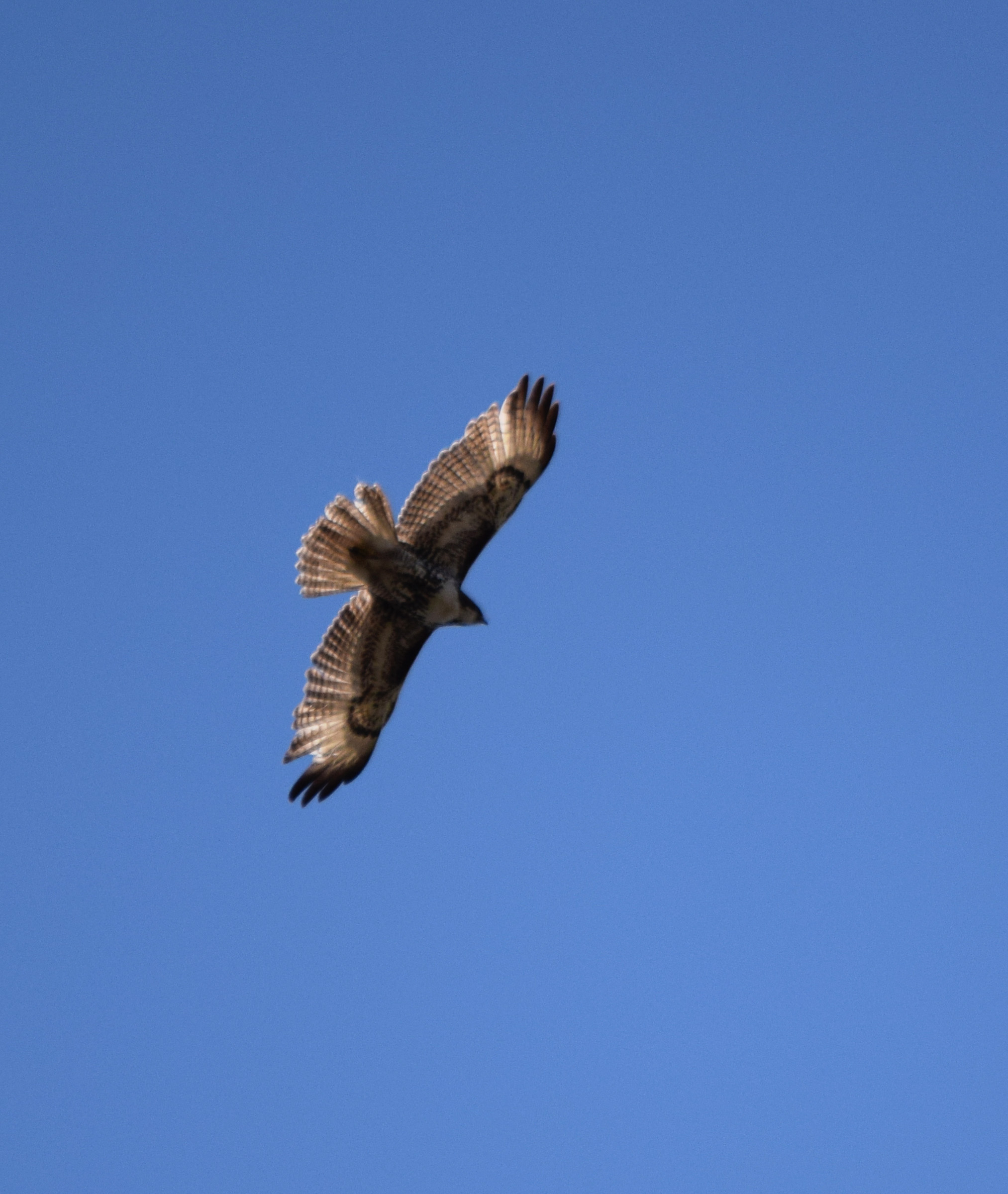 Beautiful raptor almost straight overhead