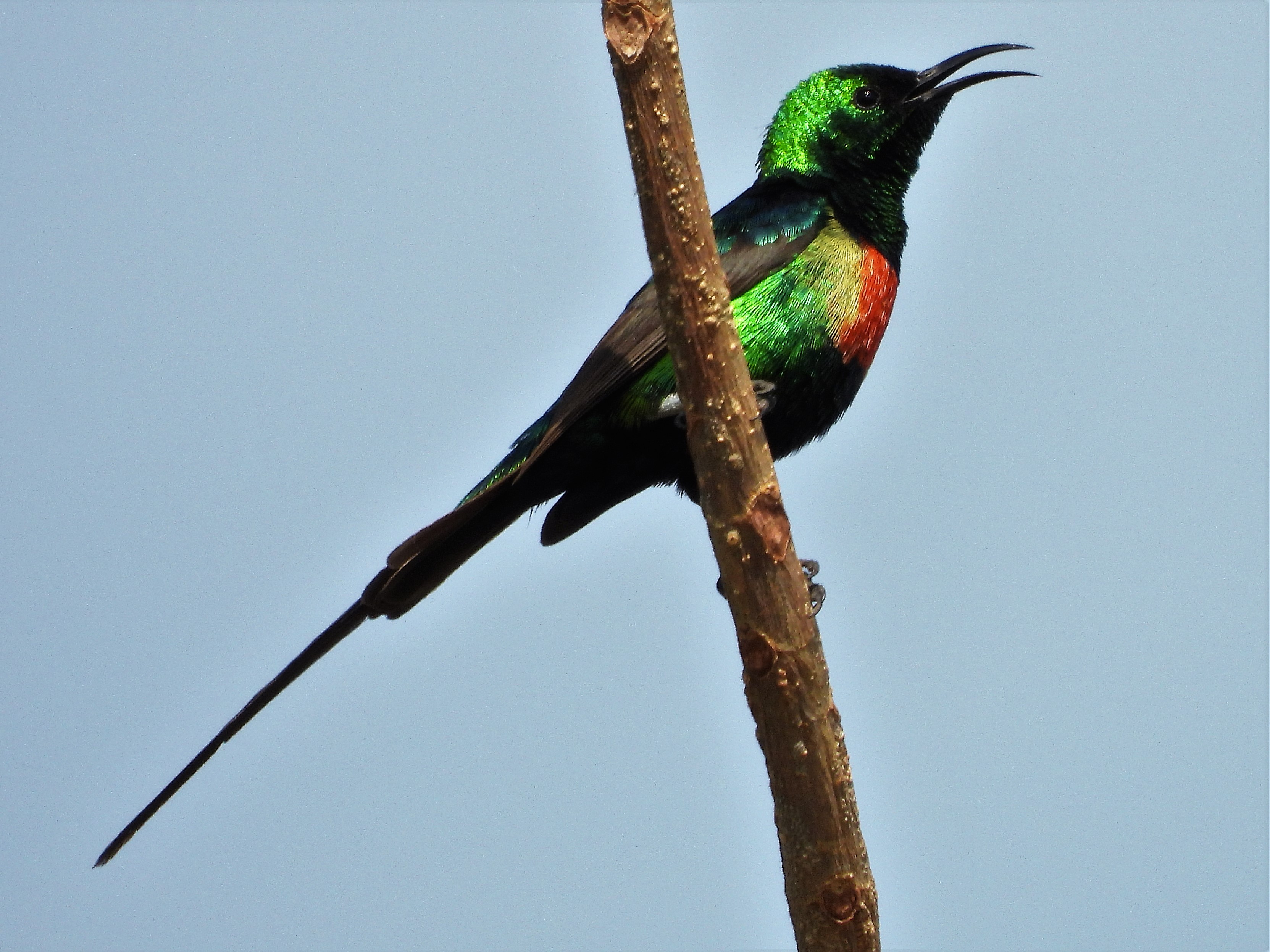 Beautiful Sunbird