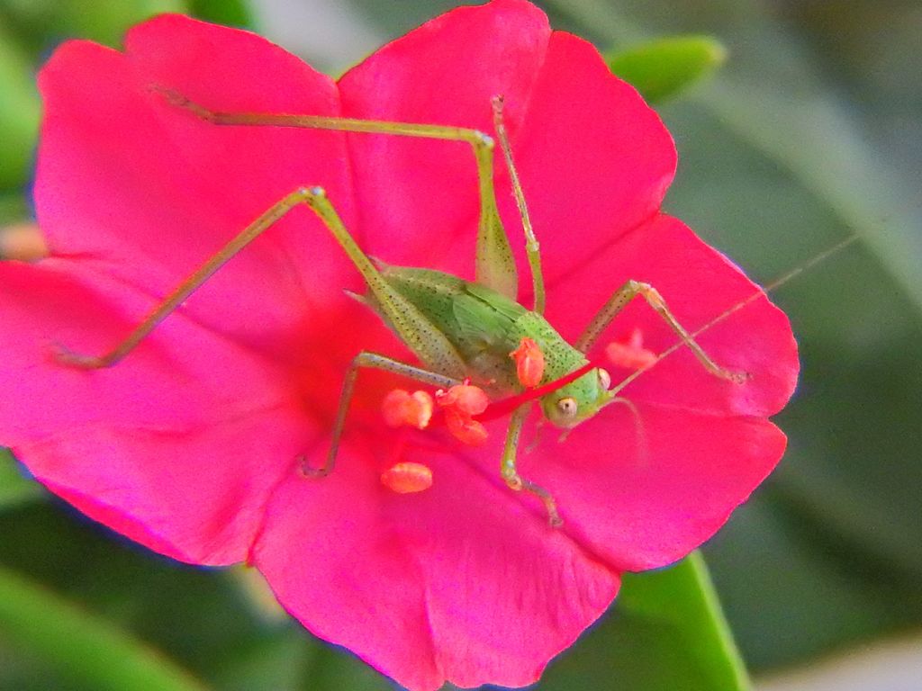 become 1 with the flower, grasshopper