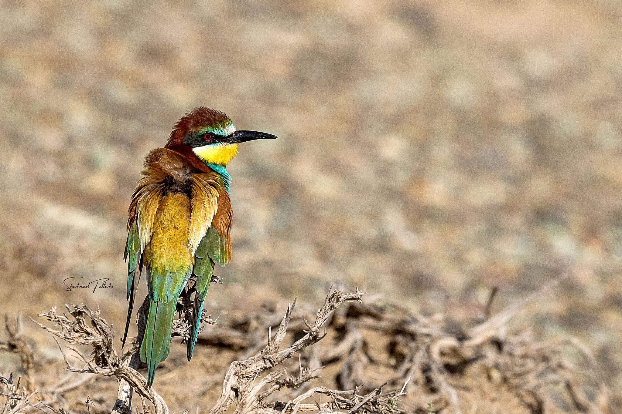 Bee-eater.jpg