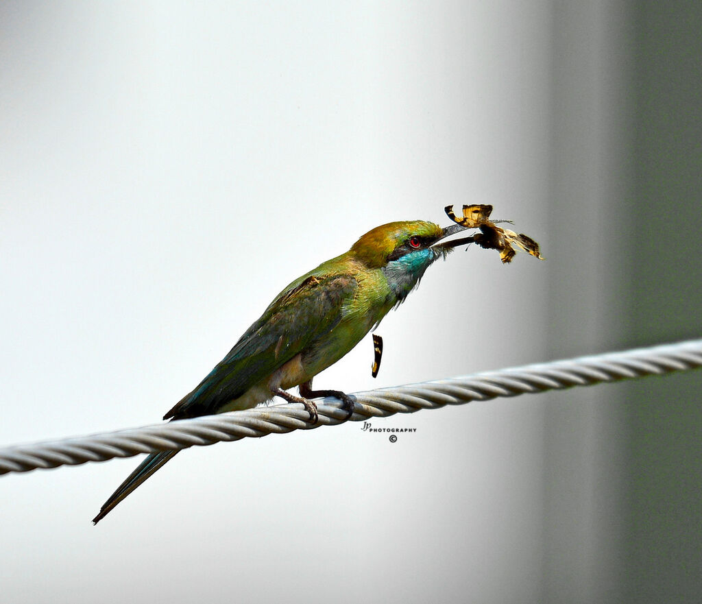 Bee-eater with a Moth