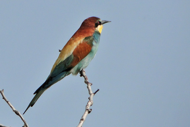 Bee Eater