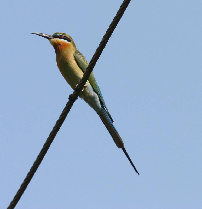 Bee-eater