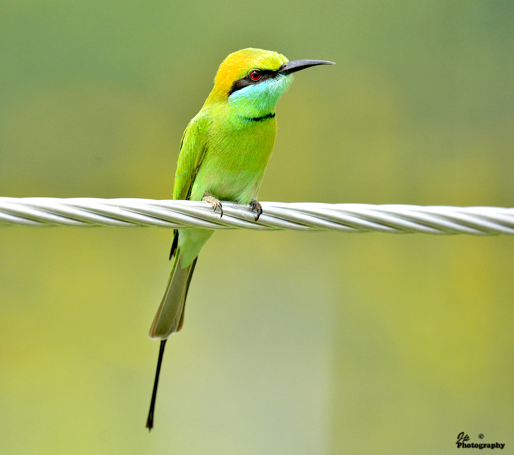 Bee-eater