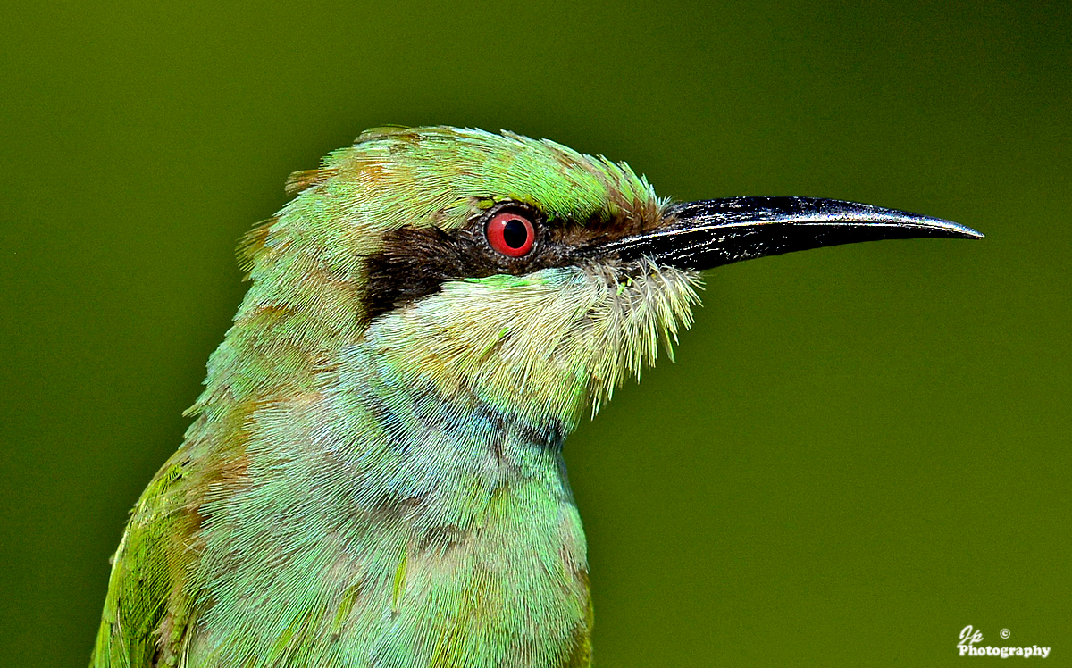 Bee-eater