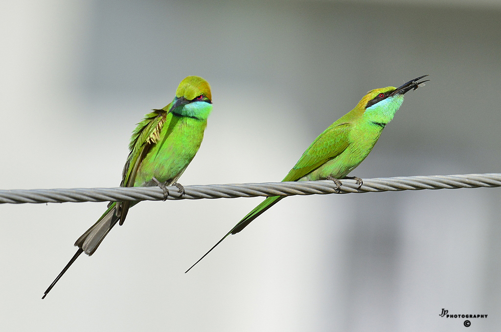 Bee Eaters